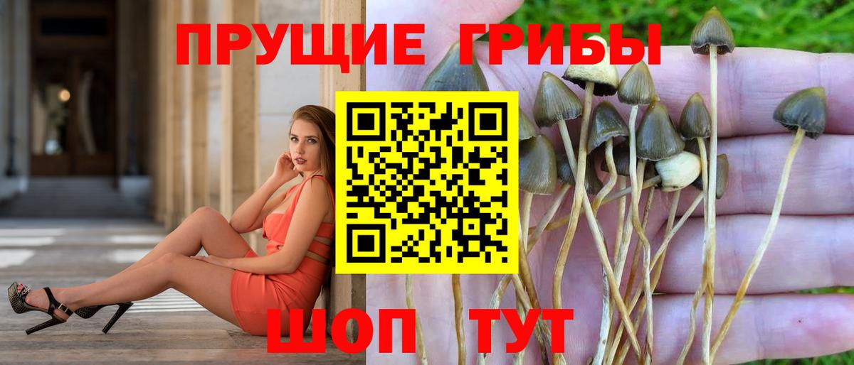 Псилоцибиновые грибы Psilocybe Михайловск